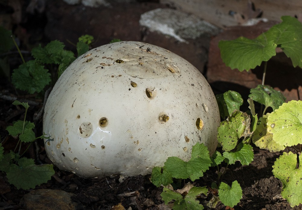 Big mushroom in our yard.<br />Oct. 14, 2016 - At home in Merrimac, Massachusetts.