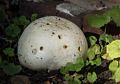 Big mushroom in our yard.<br />Oct. 14, 2016 - At home in Merrimac, Massachusetts.