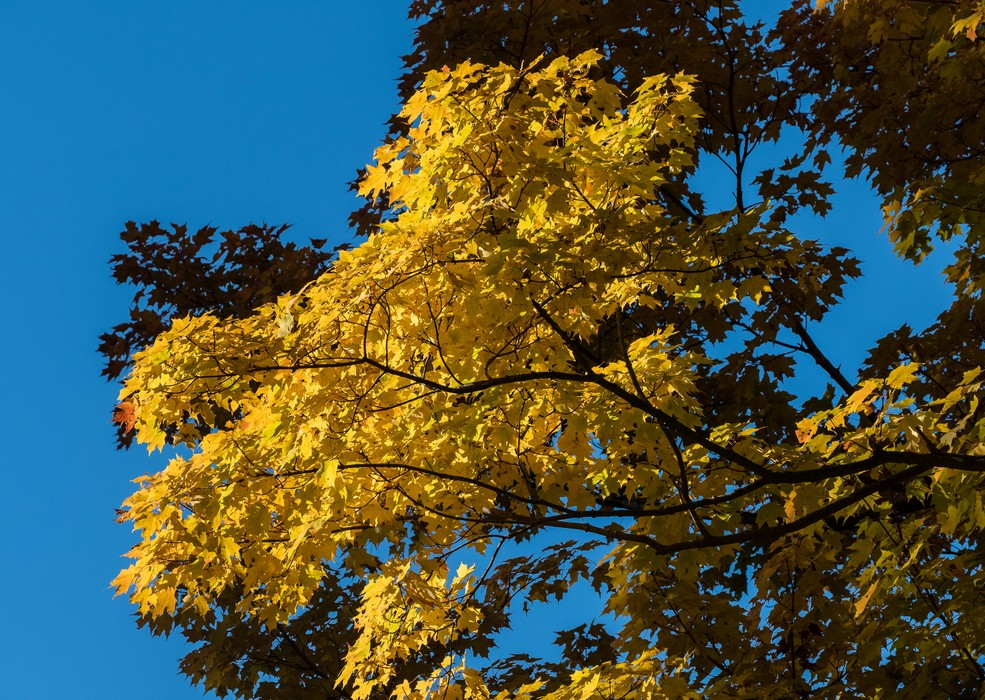 Fall foliage.<br />Oct. 14, 2016 - Maudslay State Park, Newburyport, Massachusetts.