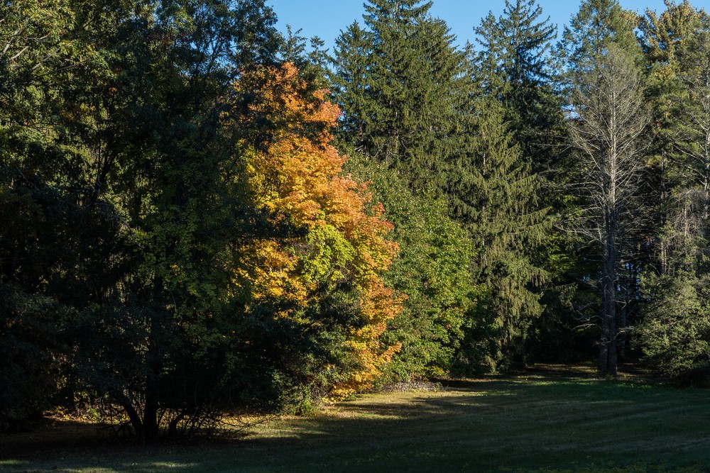 Fall foliage.<br />Oct. 14, 2016 - Maudslay State Park, Newburyport, Massachusetts.