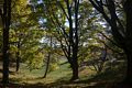 Oct. 17, 2016 - Charles W. Ward Reservation, Andover, Massachusetts.