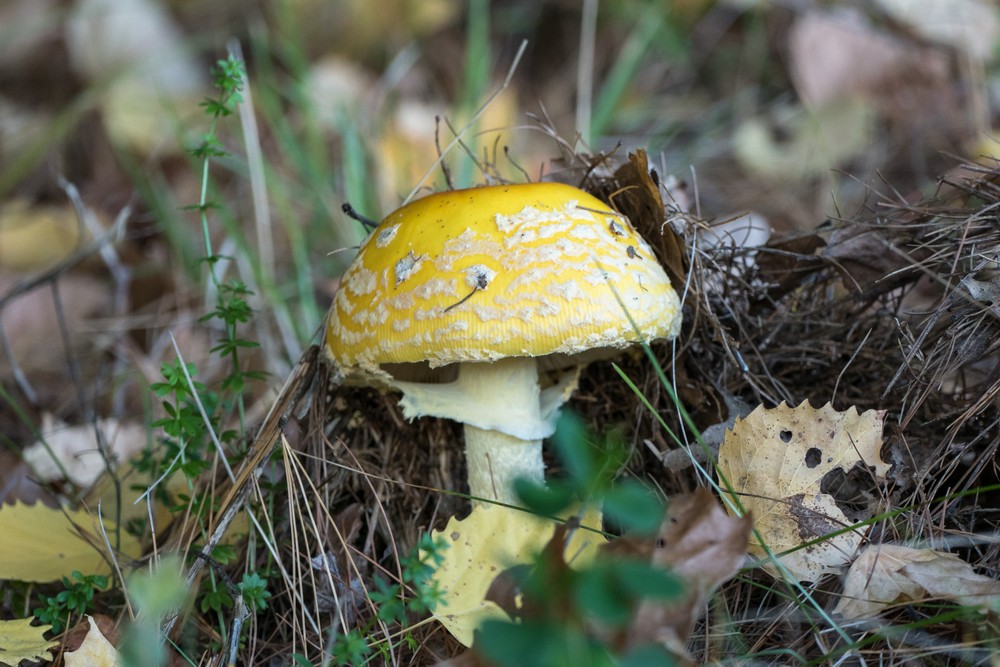 Oct. 17, 2016 - Charles W. Ward Reservation, Andover, Massachusetts.