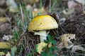 Oct. 17, 2016 - Charles W. Ward Reservation, Andover, Massachusetts.