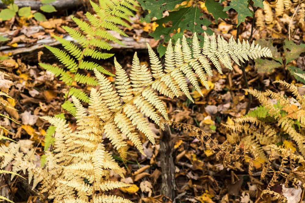 Along the Blue Trail.<br />Oct. 20, 2016 - Charles W. Ward Reservation, Andover, Massachusetts.