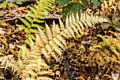 Along the Blue Trail.<br />Oct. 20, 2016 - Charles W. Ward Reservation, Andover, Massachusetts.