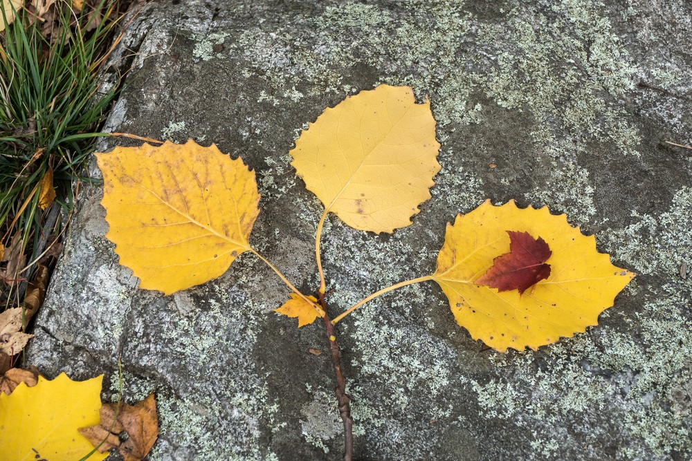 Along the Blue Trail.<br />Oct. 20, 2016 - Charles W. Ward Reservation, Andover, Massachusetts.