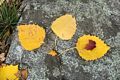 Along the Blue Trail.<br />Oct. 20, 2016 - Charles W. Ward Reservation, Andover, Massachusetts.