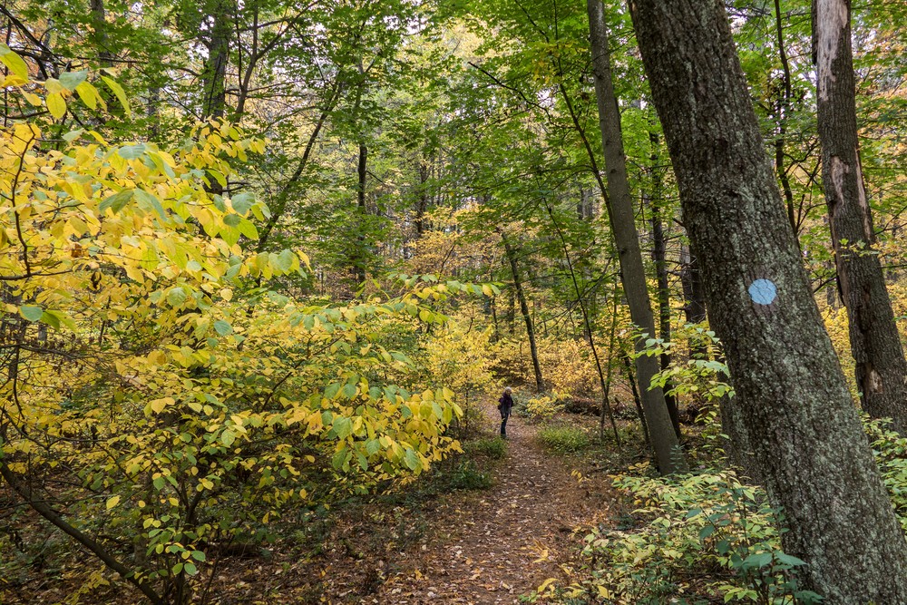 Along the Blue Trail.<br />Oct. 20, 2016 - Charles W. Ward Reservation, Andover, Massachusetts.