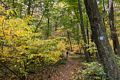 Along the Blue Trail.<br />Oct. 20, 2016 - Charles W. Ward Reservation, Andover, Massachusetts.