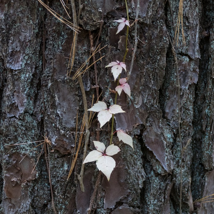 Along the Blue Trail.<br />Oct. 20, 2016 - Charles W. Ward Reservation, Andover, Massachusetts.