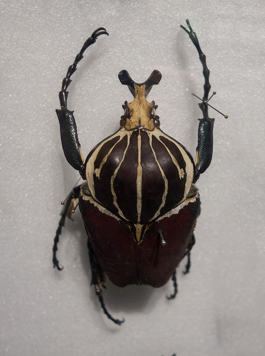 Giant beetle.<br />With the grandkids at the Harvard Museum of Natural History.<br />Dec. 27, 2016 - Cambridge, Massachusetts.