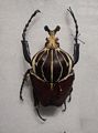 Giant beetle.<br />With the grandkids at the Harvard Museum of Natural History.<br />Dec. 27, 2016 - Cambridge, Massachusetts.