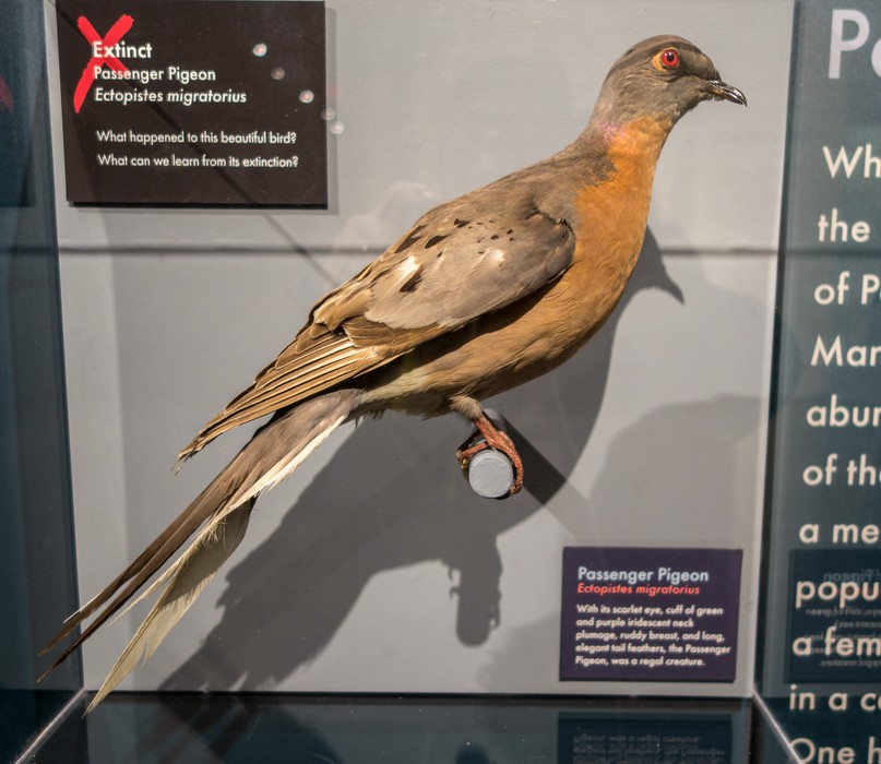 Extinct passenger pigeon.<br />With the grandkids at the Harvard Museum of Natural History.<br />Dec. 27, 2016 - Cambridge, Massachusetts.
