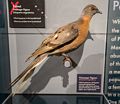 Extinct passenger pigeon.<br />With the grandkids at the Harvard Museum of Natural History.<br />Dec. 27, 2016 - Cambridge, Massachusetts.