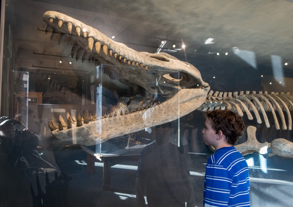 Matthew.<br />Dinosaur skleton.<br />With the grandkids at the Harvard Museum of Natural History.<br />Dec. 27, 2016 - Cambridge, Massachusetts.