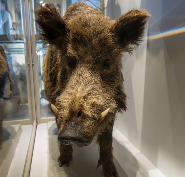 Wild boar.<br />With the grandkids at the Harvard Museum of Natural History.<br />Dec. 27, 2016 - Cambridge, Massachusetts.