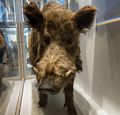 Wild boar.<br />With the grandkids at the Harvard Museum of Natural History.<br />Dec. 27, 2016 - Cambridge, Massachusetts.