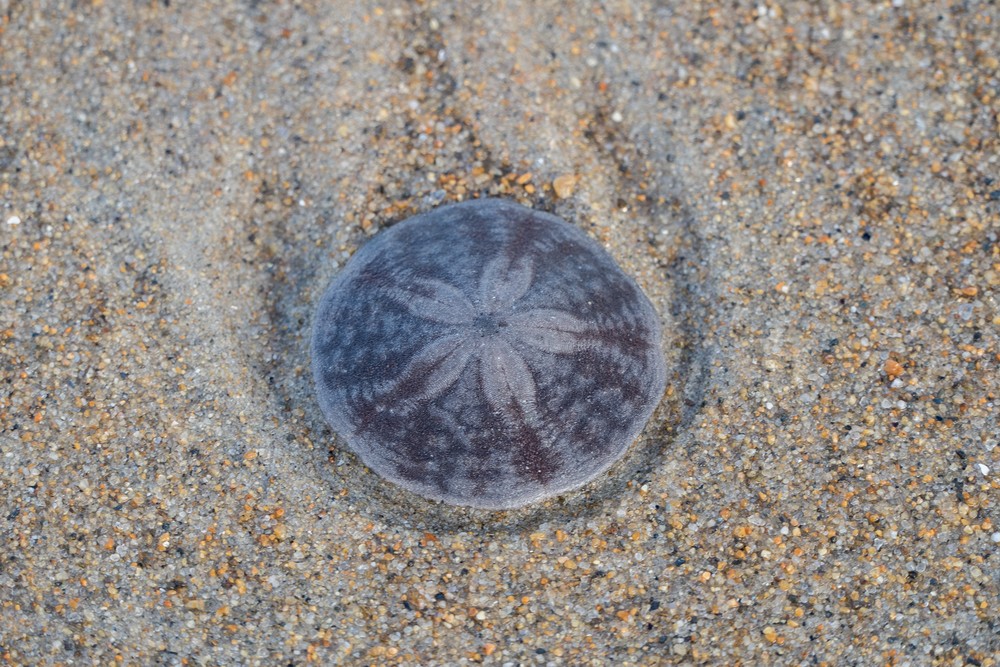 A sand dollar.<br />A three mile walk with Joyce.<br />Jan. 29, 2017 - Parker River National Wildlife Refuge, Plum Island, Massachusetts.