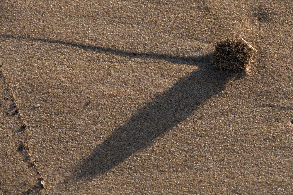 A three mile walk with Joyce.<br />Jan. 29, 2017 - Parker River National Wildlife Refuge, Plum Island, Massachusetts.