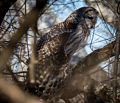 A barred owl along March Loop.<br />A walk with Joyce at Helcat Swamp.<br />Feb. 19, 2017 - Parker River National Wildlife Refuge, Plum Island, Massachusetts.