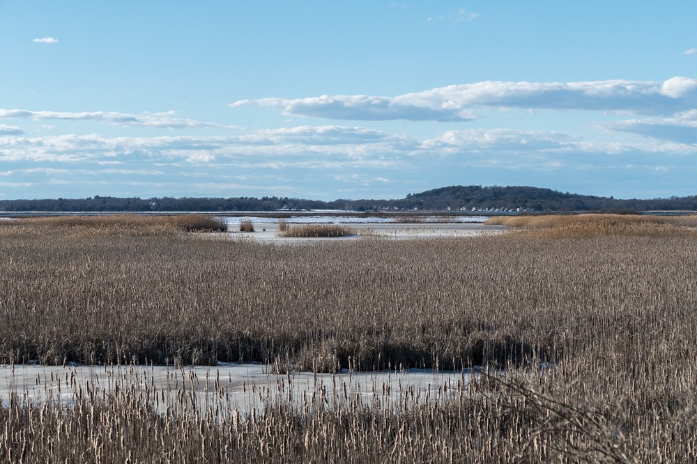 Along Marsh Loop.<br />A walk with Joyce at Helcat Swamp.<br />Feb. 19, 2017 - Parker River National Wildlife Refuge, Plum Island, Massachusetts.