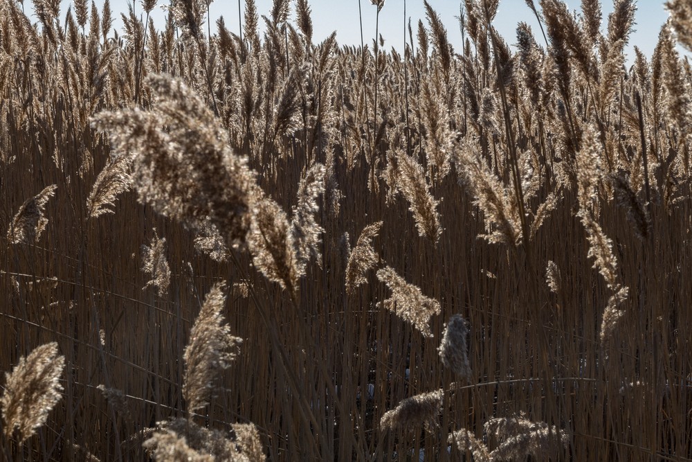 Phragmites along Marsh Loop boardwalk at Hellcat Swamp.<br />Feb. 23, 2017 -  Parker River National Wildlife Refuge, Plum Island, Massachusetts.