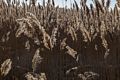 Phragmites along Marsh Loop boardwalk at Hellcat Swamp.<br />Feb. 23, 2017 -  Parker River National Wildlife Refuge, Plum Island, Massachusetts.