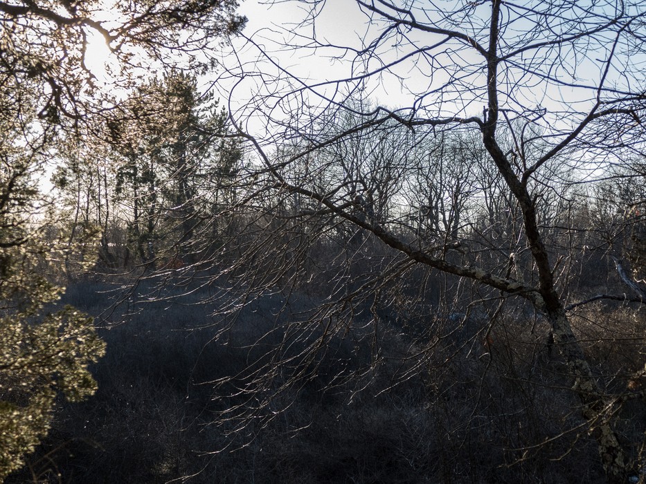 Off the Dues Trail at Hellcat Swamp.<br />Feb. 23, 2017 -  Parker River National Wildlife Refuge, Plum Island, Massachusetts.