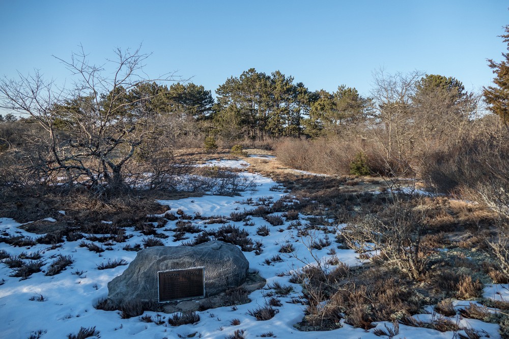 Off the Dunes Trail at Hellcat Swamp.<br />Feb. 23, 2017 -  Parker River National Wildlife Refuge, Plum Island, Massachusetts.