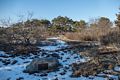 Off the Dunes Trail at Hellcat Swamp.<br />Feb. 23, 2017 -  Parker River National Wildlife Refuge, Plum Island, Massachusetts.