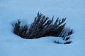 Heather showing through the snow.<br />Feb. 23, 2017 -  Parker River National Wildlife Refuge, Plum Island, Massachusetts.