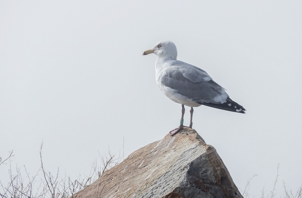 A tagged seagull.<br />Feb. 25, 2017 - Along Ocean Boulevard, Rye, New Hampshire.