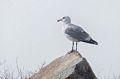 A tagged seagull.<br />Feb. 25, 2017 - Along Ocean Boulevard, Rye, New Hampshire.