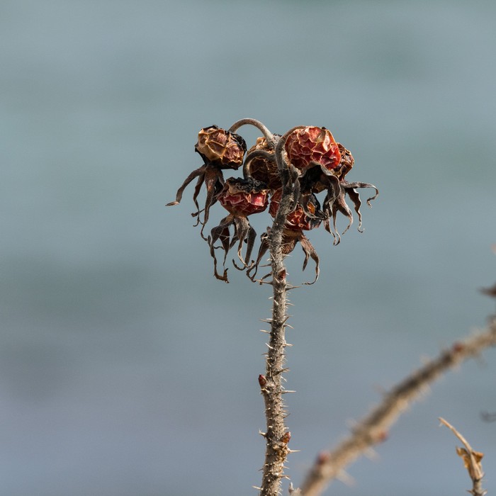 Rosehip.<br />Feb. 25, 2017 - Along Ocean Boulevard, Rye, New Hampshire.