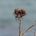 Rosehip.<br />Feb. 25, 2017 - Along Ocean Boulevard, Rye, New Hampshire.