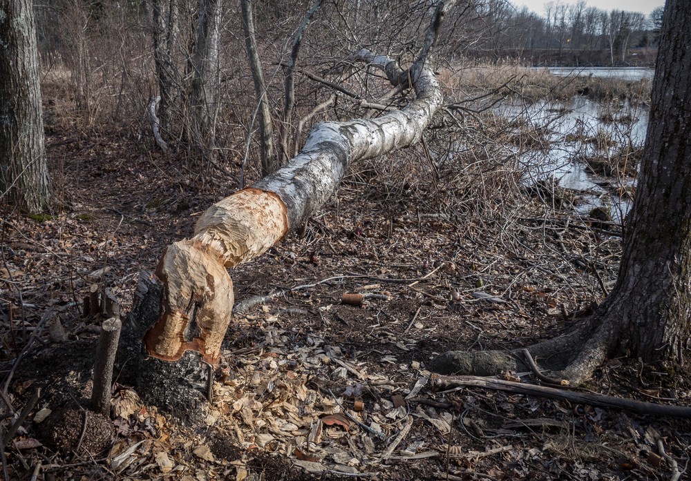 Beavers at work.<br />Walk to the Artichoque River.<br />March 3, 2017 - Maudslay State Park, Newburyport, Massachusetts.