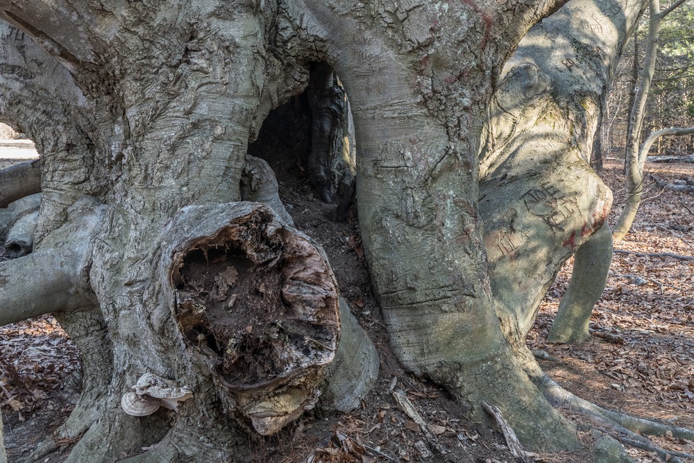 Big tree with low branches near pool.<br />March 6, 2017 - Maudslay State Park, Newburyport, Massachusetts.