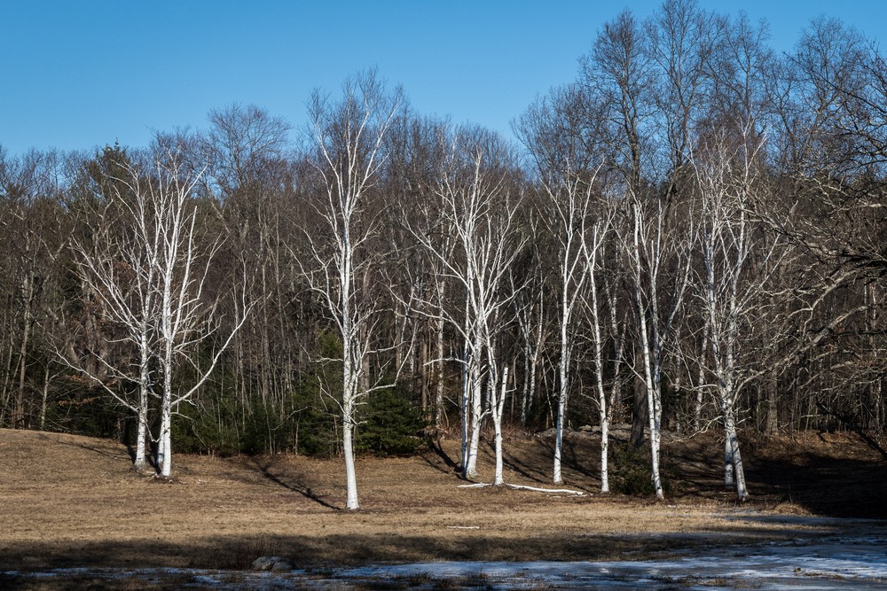 Birches.<br />March 6, 2017 - Maudslay State Park, Newburyport, Massachusetts.