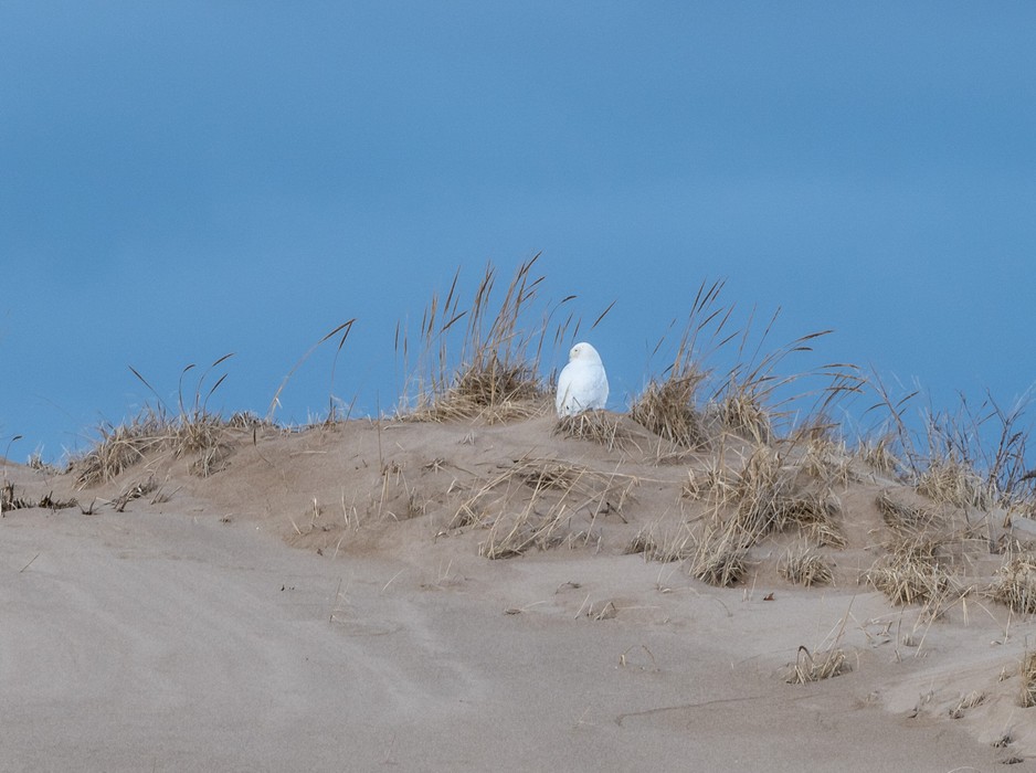 Snowy owl off parking lot #1.<br />My first and possibly only sighting of one.<br />March 18, 2017 - Parker River National Wildlife Refuge, Plum Island, Massachusetts.