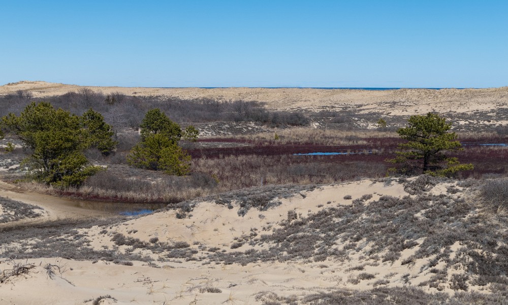 Cranberry bog off parking lot #2 boardwalk.<br />March 30, 2017 - Parker River National Wildlife Refuge, Plum Island, Massachusetts.
