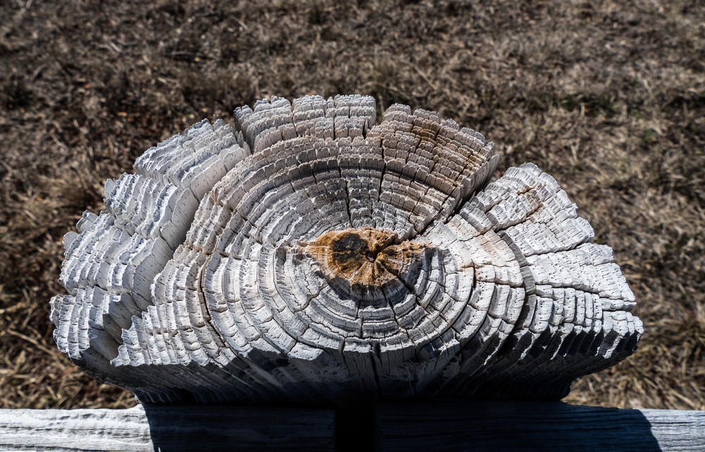Weathered post end across road from parking lot #2.<br />March 30, 2017 - Parker River National Wildlife Refuge, Plum Island, Massachusetts.