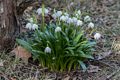 April 10, 2017 - Maudslay State Park, Newburyport, Massachusetts.