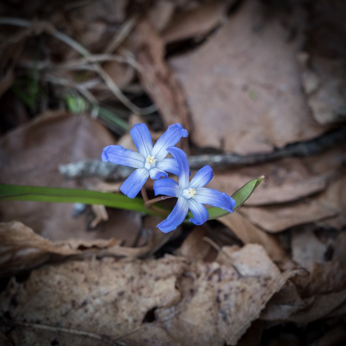 April 10, 2017 - Maudslay State Park, Newburyport, Massachusetts.
