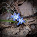 April 10, 2017 - Maudslay State Park, Newburyport, Massachusetts.