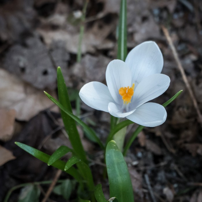 April 10, 2017 - Maudslay State Park, Newburyport, Massachusetts.