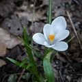 April 10, 2017 - Maudslay State Park, Newburyport, Massachusetts.