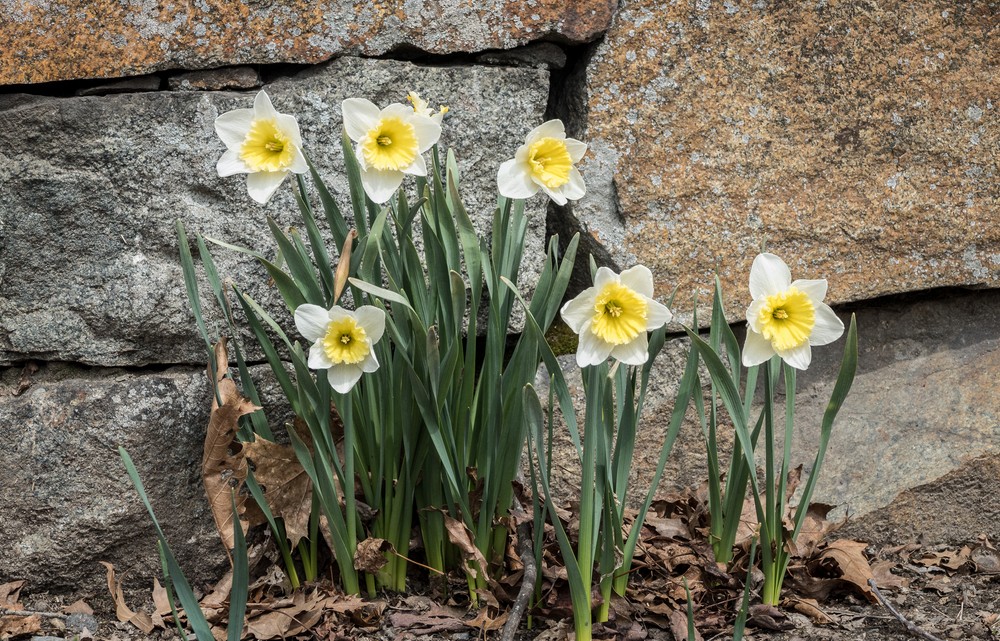 Daffodil.<br />A walk in the park with Joyce.<br />April 12, 2016 - Maudslay State Park, Newburyport, Massachusetts.