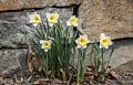 Daffodil.<br />A walk in the park with Joyce.<br />April 12, 2016 - Maudslay State Park, Newburyport, Massachusetts.