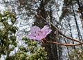 An azalea which blooms before the leaves?<br />A walk in the park with Joyce.<br />April 12, 2016 - Maudslay State Park, Newburyport, Massachusetts.