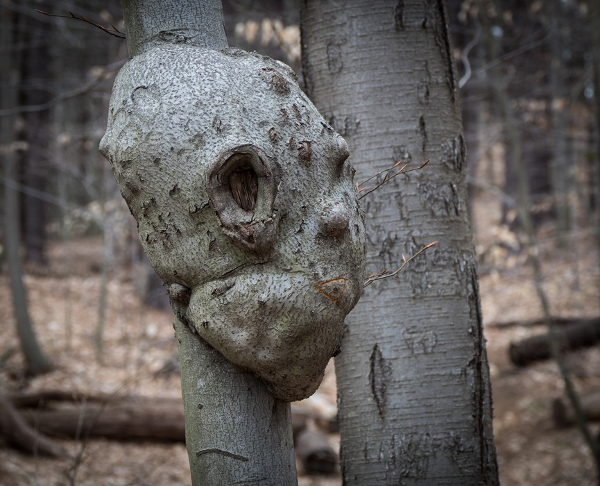 A scary looking burl.<br />A walk in the park with Joyce.<br />April 12, 2016 - Maudslay State Park, Newburyport, Massachusetts.